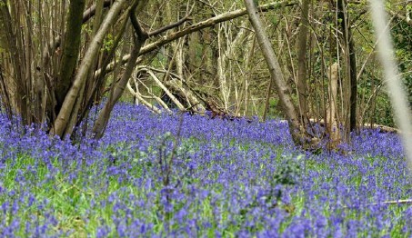 Walking in Berkshire