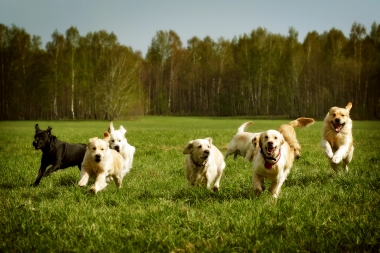 Report dog fouling